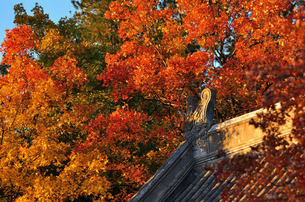 Autumn colors have begun to fade in the Chinese capital as winter sets in. But it is not too late to get a last glance of autumn at Fragrance Hills in west Beijing, where the fall foliage is still out in full force as this collection of photos taken on Thursday, November 8, 2012, shows. (Photo Source: CRIENGLISH.com/Song Xiaofeng)