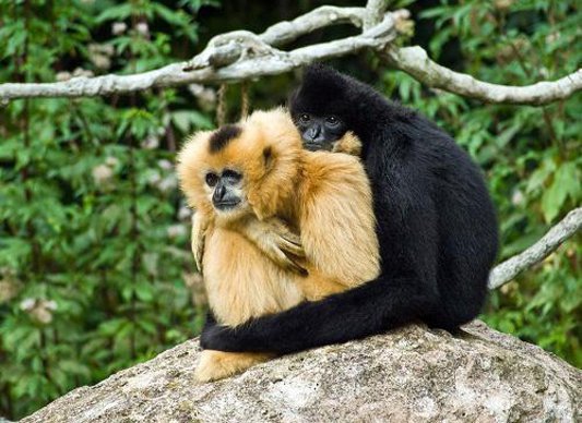 Gibbon (Photo Source: gmw.cn)