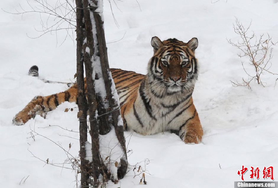 Tigers in Changchun Wildlife Park play in the snow on Nov.14 2012. Changchun was covered with a thick layer of snow after two consecutive days of blizzard. Even the wild animals were getting excited by the white world. (Chinanews/Zhangyao)