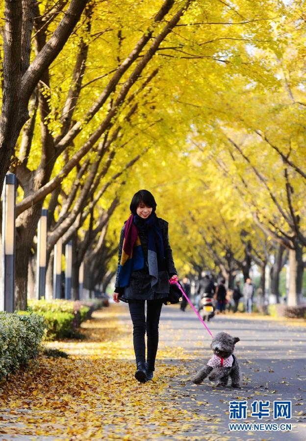 Picture shows the beautiful scenery of the “Ginkgo Avenue” in Yangzhou in early winter. The splendid golden color attracted the public’s view. (Meng Delong)