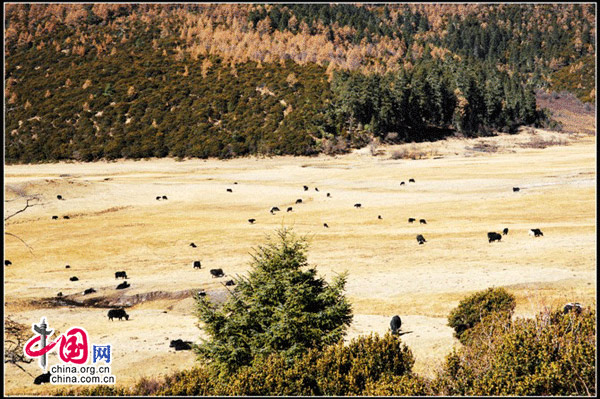 Located 22km east of Shangri-La, Yunnan Province, the Potatso National Park is known for its highland lakes and pristine forests. Bitahai Lake and Shuduhu Lake are two major parts of the park. It also features forest, marsh, valley and alpine meadow. (China.org.cn)