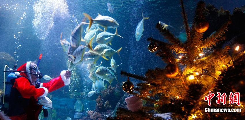  A diver dressed as Santa Claus feeds the aquatic animals in the Marine Museum.(Photo/Chinanews.com)