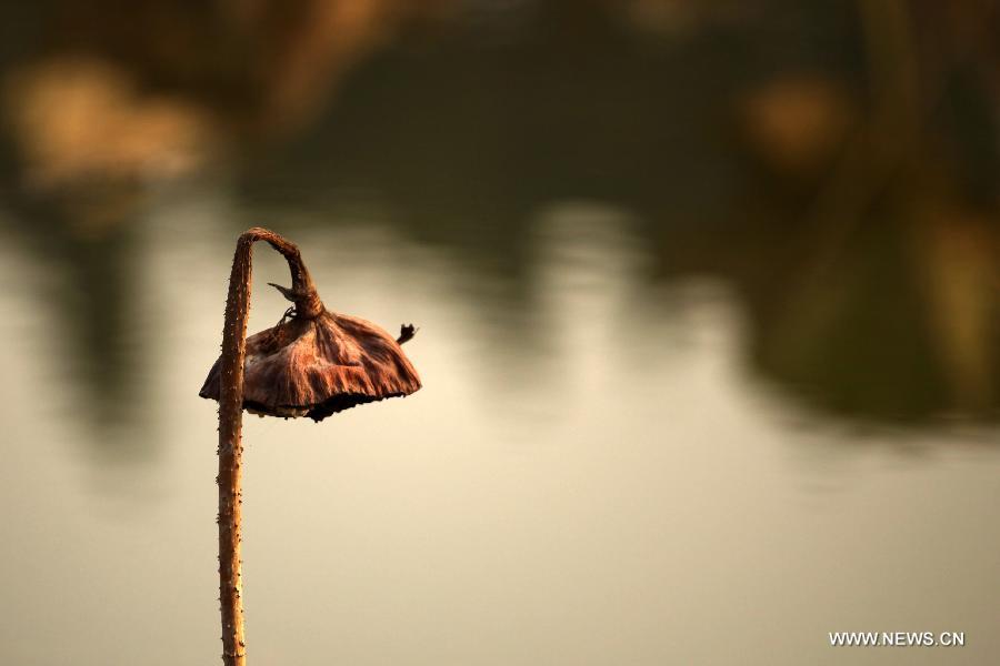 Photo taken on Dec. 3, 2012 shows withered lotus on a lake in Chongqing, southwest China.(Xinhua/Luo Guojia)