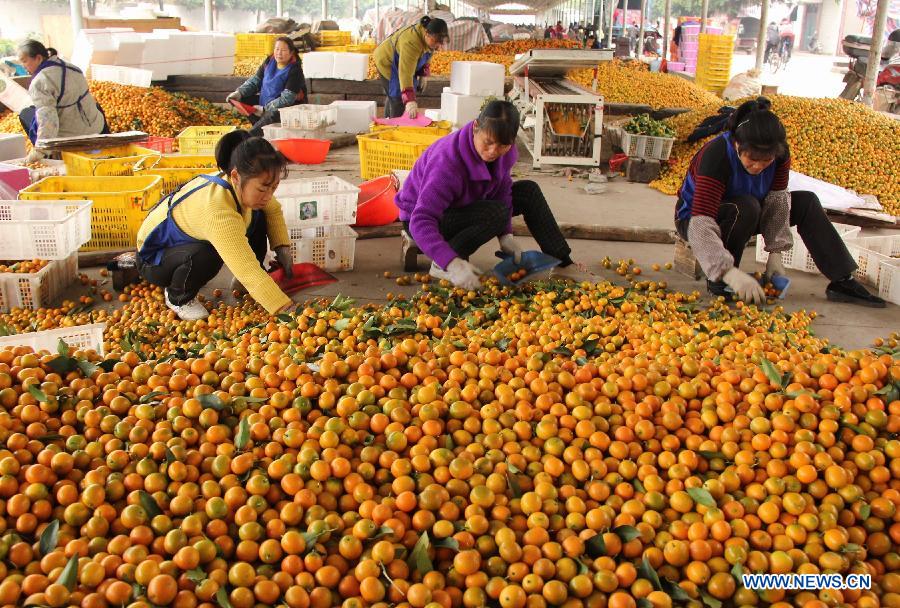 Purchasers select cumquat at a market in Rong'an County of Liuzhou City, south China's Guangxi Zhuang Autonomous Region, Dec. 9, 2012. Cumquat covering an area of over 80,000 mu (about 5333.3 hectares) in Rong'an County went to market recently. (Xinhua/Chen Dongmei)