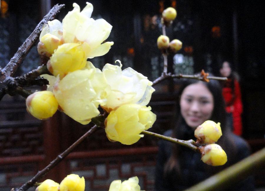 A tourist enjoys wintersweet at the Humble Administrator Garden in Suzhou, east China's Jiangsu Province, Dec. 16, 2012. (Xinhua/Wang Jiankang) 