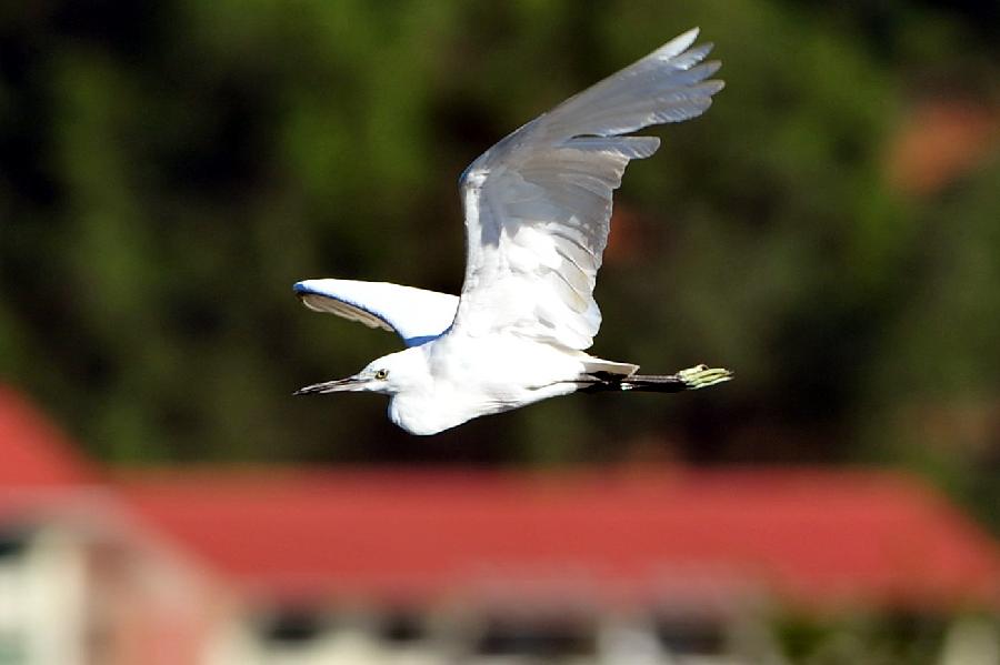 An egret flies over the Linchun River in Sanya City, south China's Hainan Province, Dec. 19, 2012. As winter comes, more egrets fly from the north to spend winter in Sanya. (Xinhua/Hou Jiansen) 