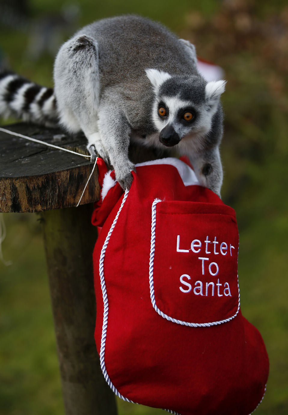 A lemur receives Christmas treats from their keepers at ZSL Whipsnade Zoo in Whipsnade, near Dunstable in Bedfordshire, England, Dec. 18, 2012.(Xinhua/Wang Lili)