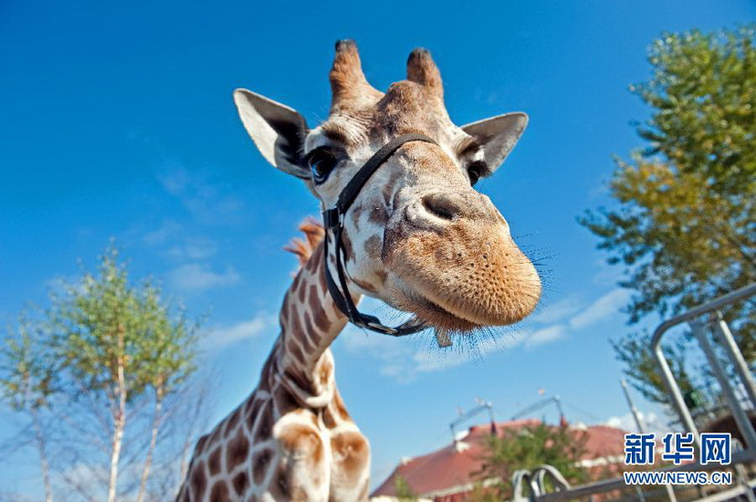 A giraffe in Berlin, Germany on Oct. 11, 2012. (Xinhua/AP Photo)  