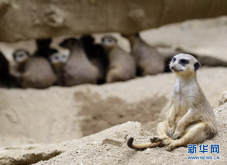 A mongoose sits in a zoo in Duisburg, Germany on June 6, 2012.  (Xinhua/AP photo)