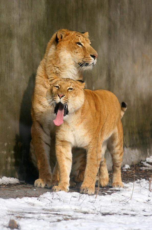 Animals enjoyed warm sunshine at Nanjing Hongshan Forest Zoo, December 30, 2012. (Xinhua/Wang Xin)