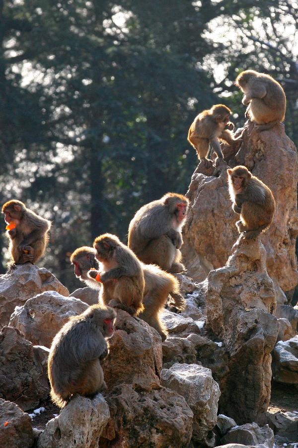 Animals enjoyed warm sunshine at Nanjing Hongshan Forest Zoo, December 30, 2012. (Xinhua/Wang Xin)