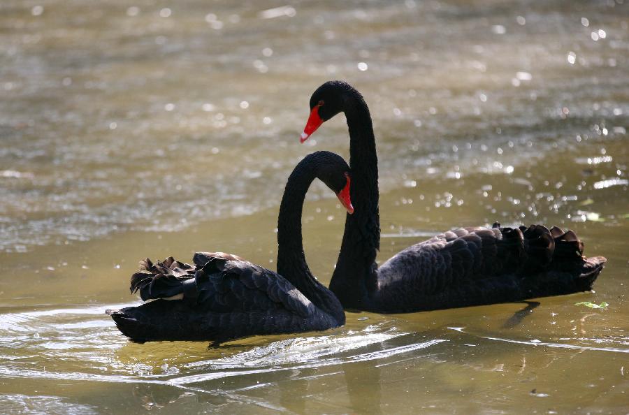 Animals enjoyed warm sunshine at Nanjing Hongshan Forest Zoo, December 30, 2012. (Xinhua/Wang Xin)