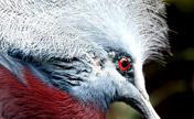 Birds in aviary of Hong Kong Park