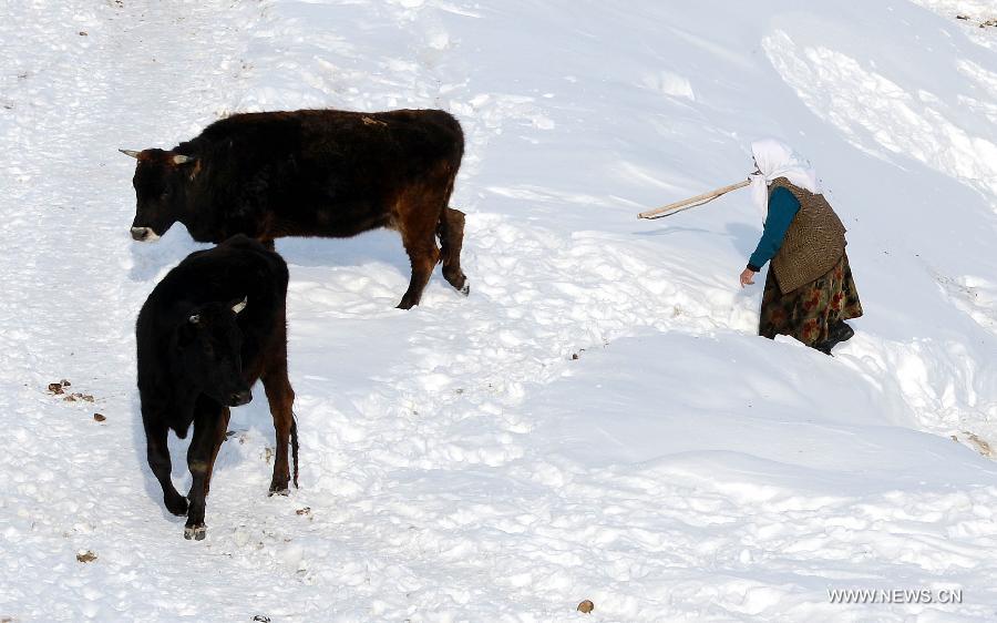 Photo taken on Jan. 8, 2013 shows the beautiful snow scenery of Qagan Gol Town in Qinghe County, northwest China's Xinjiang Uygur Autonomous Region. (Xinhua/Sadat) 