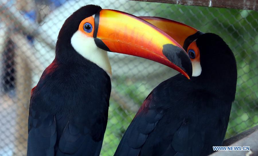 Photo taken on Jan. 10, 2013 shows the toco toucans at Ocean Park in Hong Kong, south China. (Xinhua/Li Peng