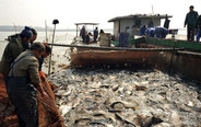 Winter fish harvest starts in China's Jiangxi