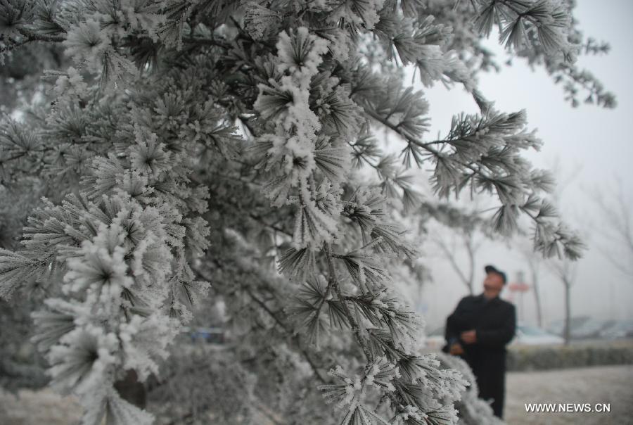 A man enjoys the scenery of rimed trees near Hunan Road in Liaocheng City, east China's Shandong Province, Jan. 12, 2013. (Xinhua/Xu Jinsong) 