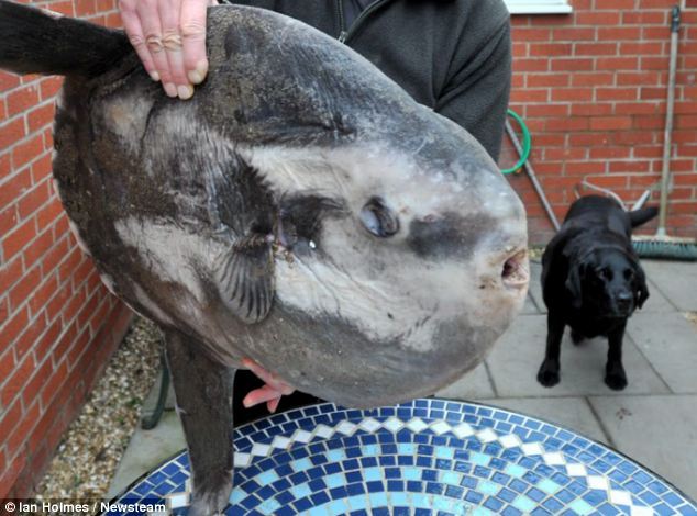 A British man found a six-stone sunfish on the Sandilands beach near Sutton-on-Sea, Lincolnshire in Britiain. The creature is the world's largest bony fish and is rarely seen on British coasts. (Photo: xinhuanet.com)