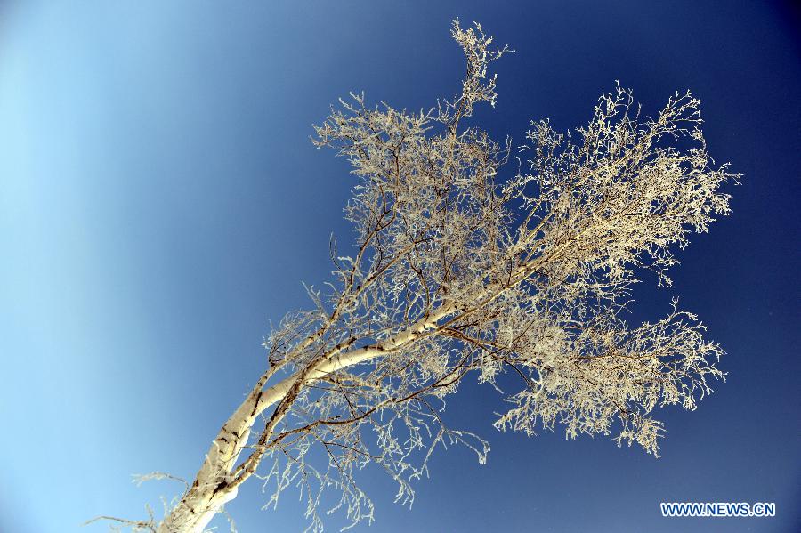 Photo taken on Jan. 10, 2013 shows rime scenery in Chonghu'er Township of Burqin County, northwest China's Xinjiang Uygur Autonomous Region. (Xinhua/Sadat)