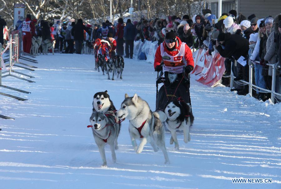 A participant competes during the third International dog sled race held at the suburbs of Minsk, Belarus, Jan. 27, 2013. About 150 participants from Belarus and neighboring Russia, Latvia and Lithuania took part in the competition. (Xinhua/Geng Ruibin)