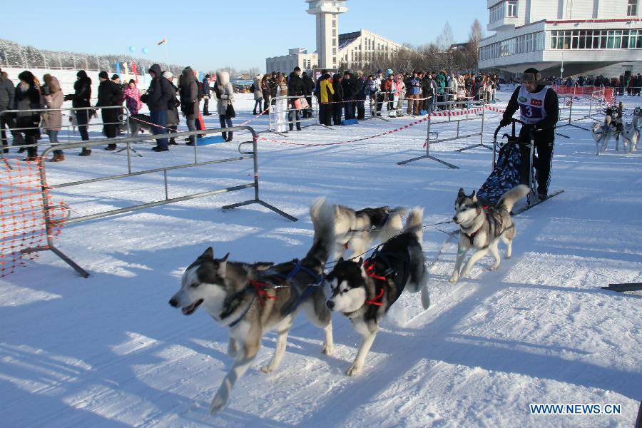 A participant competes during the third International dog sled race held at the suburbs of Minsk, Belarus, Jan. 27, 2013. About 150 participants from Belarus and neighboring Russia, Latvia and Lithuania took part in the competition. (Xinhua/Geng Ruibin)