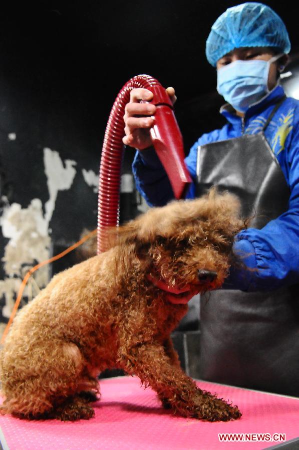 A staff member grooms a dog sent for holiday fostering service at a pet store in Liaocheng, east China's Shandong Province, Feb. 8, 2013. Many pet stores in Liaocheng now provide holiday fostering service during the Spring Festival. Pet owners can have their fondlings tended when they are away on holiday. (Xinhua/Zhang Zhenxiang) 