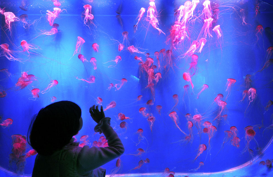 A boy watches jellyfish living in Ningbo Marine World, Feb. 11, 2013. Thousands of people shared the holiday time with marine animals in Ningbo Marine World. (Xinhua/Wang Yongchang)