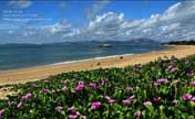 Subtropical scenery you shouldn't miss in Xiamen