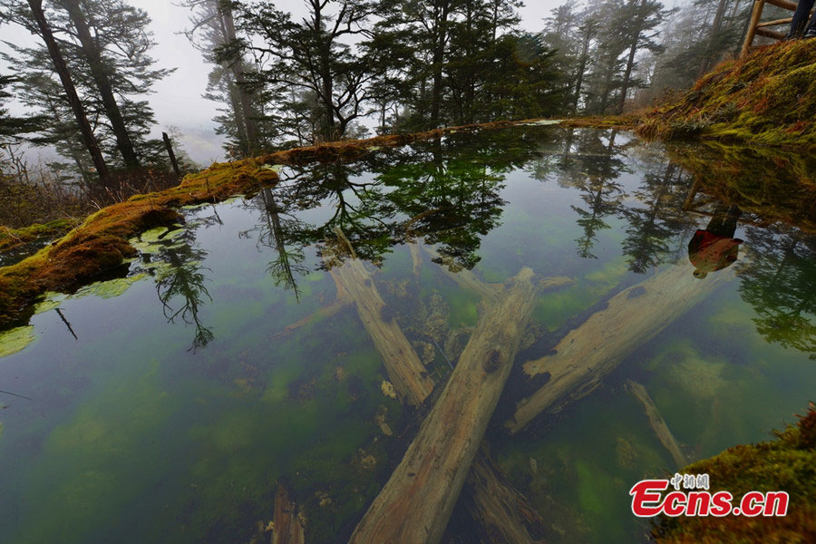 Baoxing County is located in the north of Ya'an City and the west of Sichuan Province, and has an area of 3,114 square kilometers. UNESCO named Baoxing as a part of the World Heritage Site, the "Sichuan Giant Panda Sanctuaries - Wolong, Mt Siguniang and Jiajin Mountain" in 2006. (CNS / Gao Huakang)