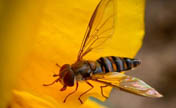 Insect on a flower petal, 'Jingzhe' in photos