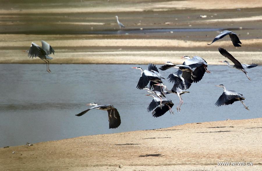 Egrets fly over Poyang Lake in Duchang County, east China's Jiangxi Province, March 7, 2013. As the weather turned warmer, many summer migratory birds cluster in the Poyang Lake for migration. (Xinhua/Fu Jianbin) 