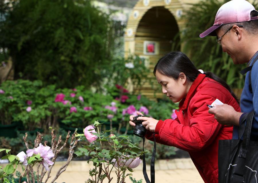 Visitors take photos of the exhibited peonies on a peony show in Nantou of southeast China's Taiwan, March 9, 2013. A peony cultural festival was opened at the Sun Link Sea forest park on March 9. Over 8,000 peonies of some 50 species from central China's Henan Province will be exhibited on an attached show till the end of May. (Xinhua/Xie Xiudong)