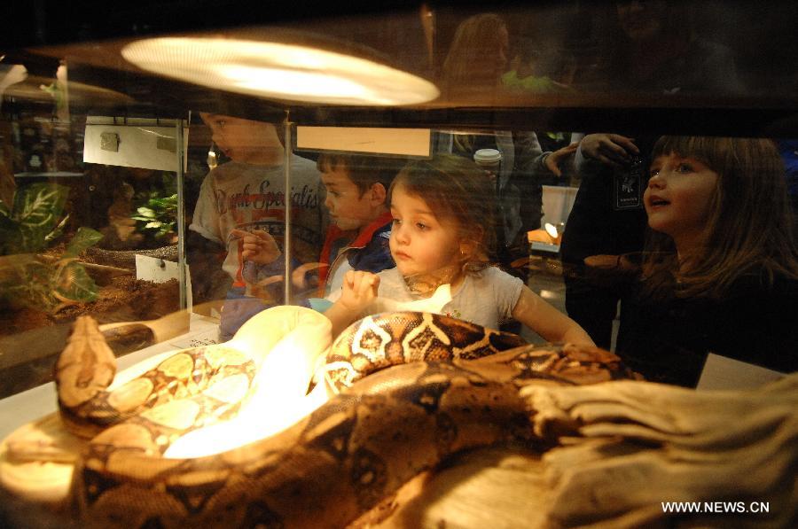 Children look at a common boa constrictor at the annual Pet Expo 2013 in Vancouver, Canada, on March 10, 2013. Pet Expo is a two-day consumer tradeshow showcasing all types of pets, pet products, service providers, entertainers, clubs and organizations that cater to pets. (Xinhua/Sergei Bachlakov) 