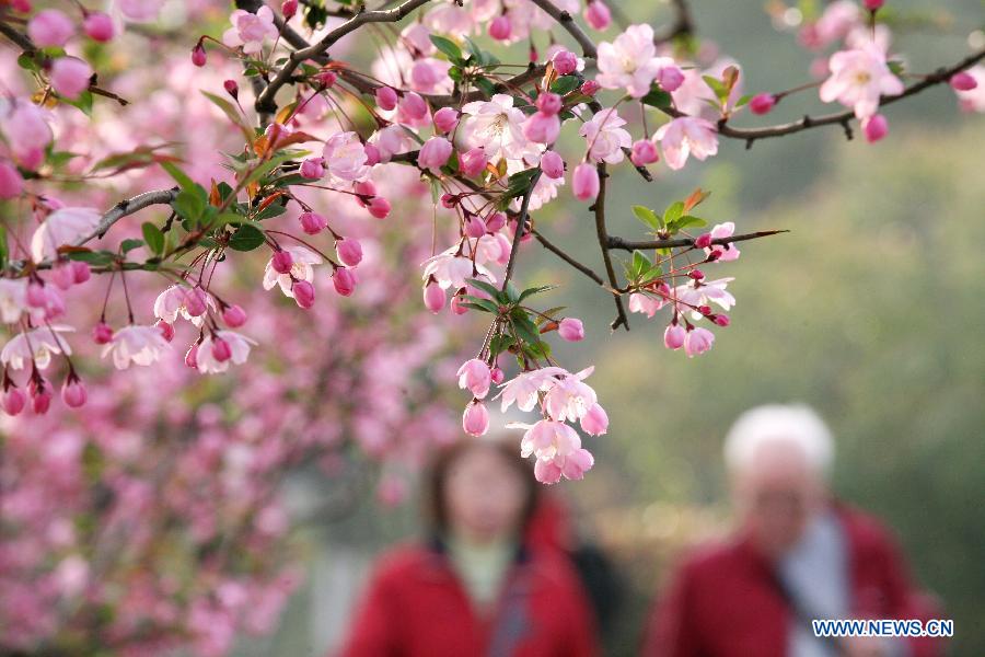 Visitors view begonia flowers at the Mochouhu Park in Nanjing, capital of east China's Jiangsu Province, March 19, 2013. With begonia flowers in full blossom, the 31st Mochouhu Begonia Festival has attracted a large number of tourists. (Xinhua/Yan Minhang)