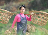 Spring farming melody in SW China 