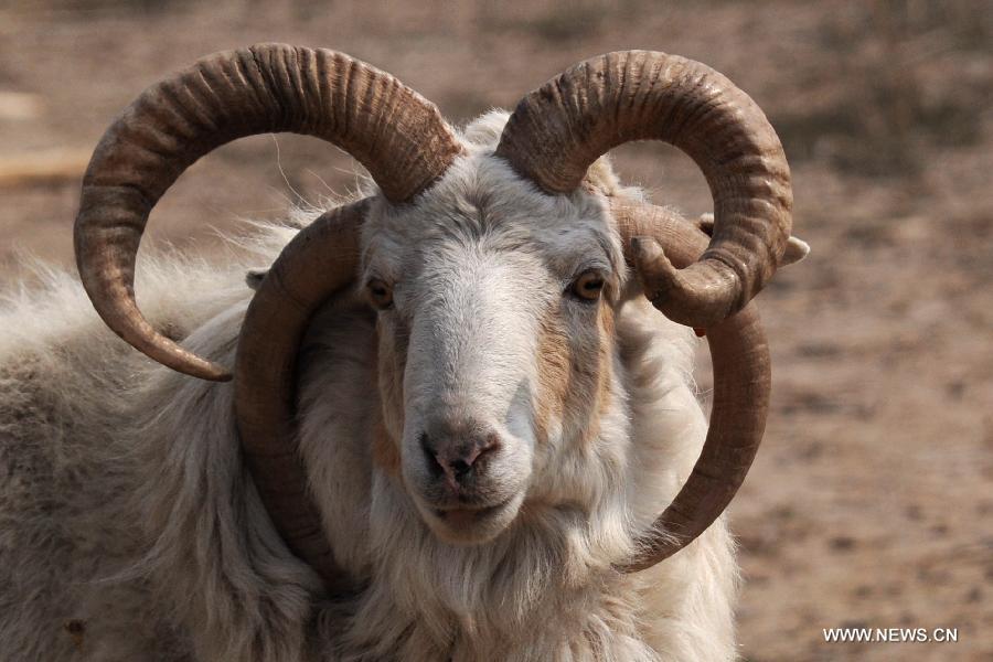 A goat with four horns is seen at a farm at Nanchang Village in Binzhou, east China's Shandong Province, March 21, 2013. (Xinhua/Zhang Binbin)