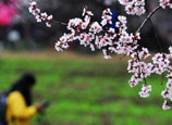 Nyingchi Peach Flower Cultural Tourism Festival