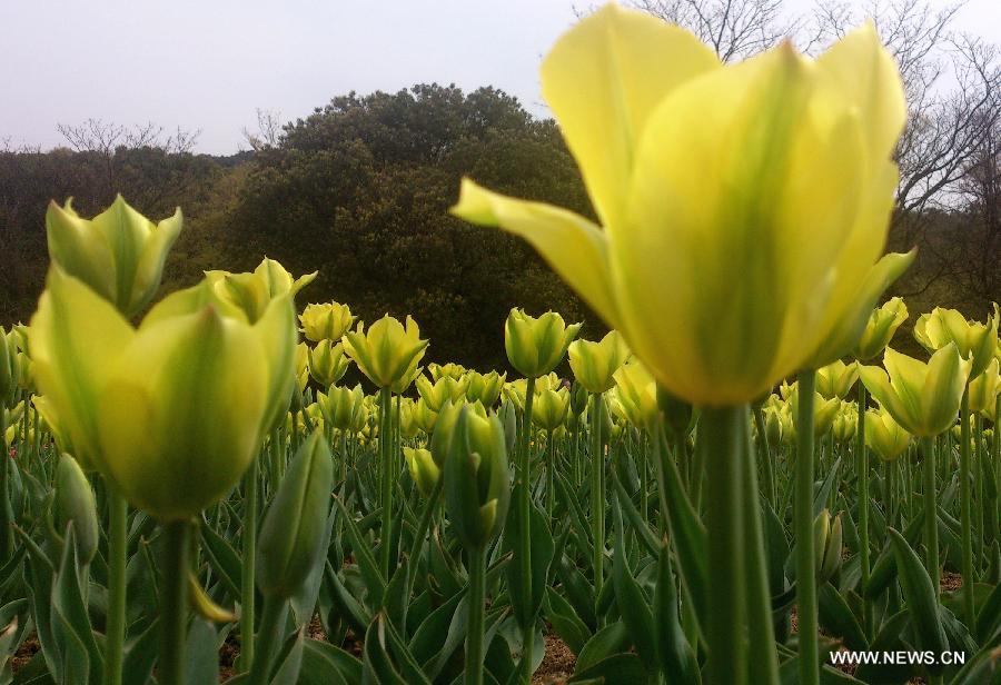 Tulip flowers blossom in Wuxi City, east China's Jiangsu Province, March 30, 2013. (Xinhua/Luo Jun) 