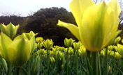 Tulip flowers blossom in Wuxi City