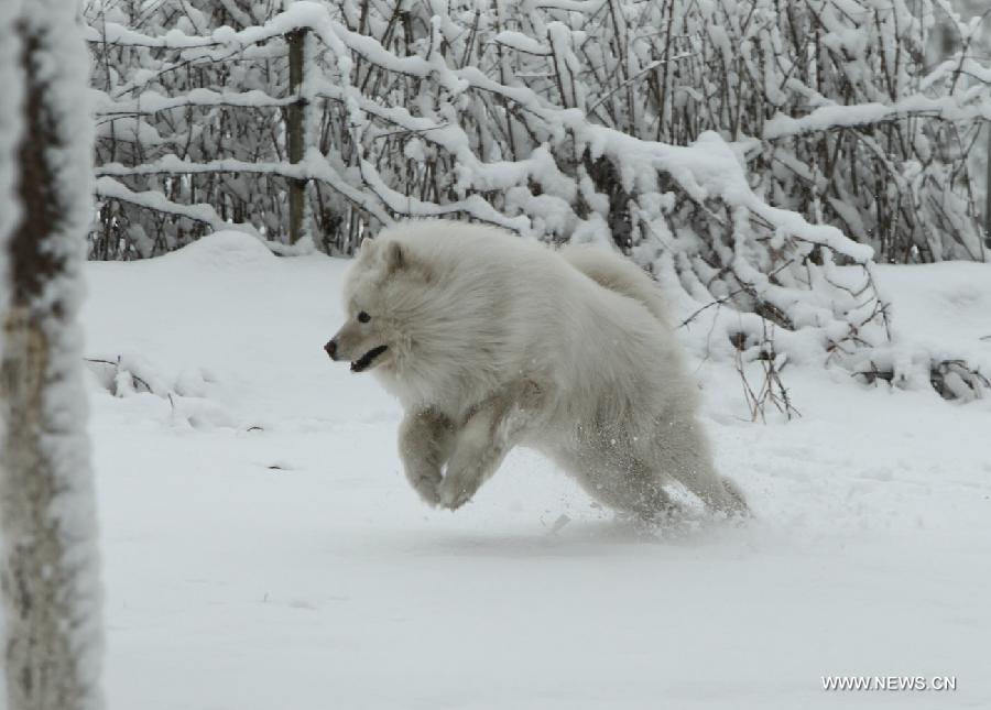 A dog runs in snow in Chaoyang City, northeast China's Liaoning Province, April 5, 2013. While many parts of China have entered a blossoming season, Chaoyang experienced a heavy snowfall on Friday. (Xinhua/Qiu Yijun)  