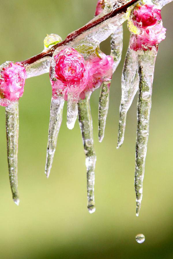 Photo taken on April 8, 2013 shows icicles on plum blossoms in Hami, northwest China's Xinjiang Uygur Autonomous Region. Icicles are seen on tree branches and blossoms in Haimi due to sharp drop of temperature. (Xinhua/Cai Zengle)