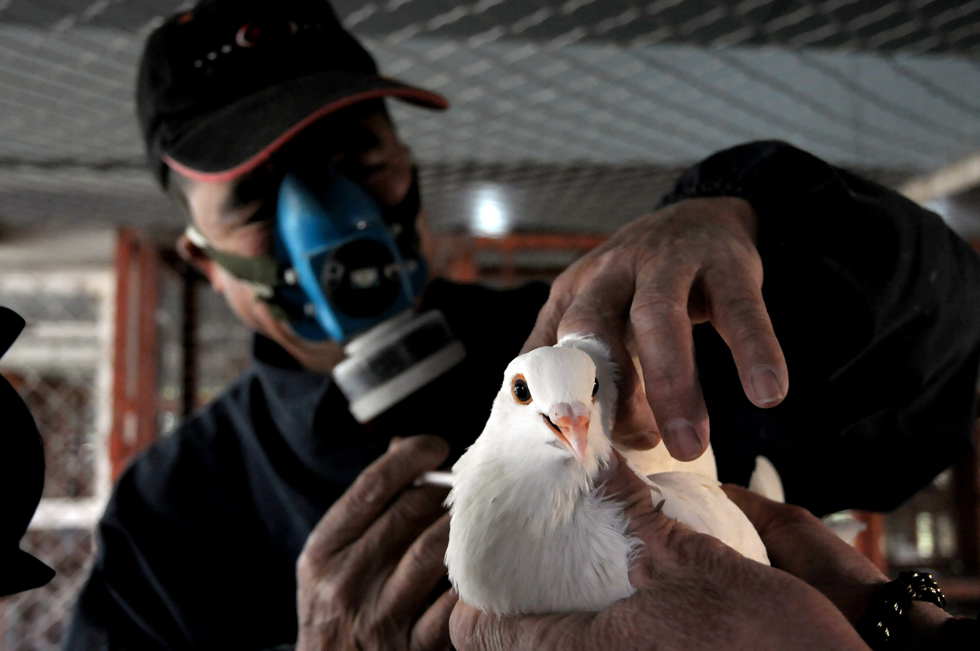 Pigeons in People's Square in south China's Guangxi have been grounded for vaccinations as the H7N9 avian influenza virus spreads in the country on April 7, 2013. (Photo/ Xinhua)