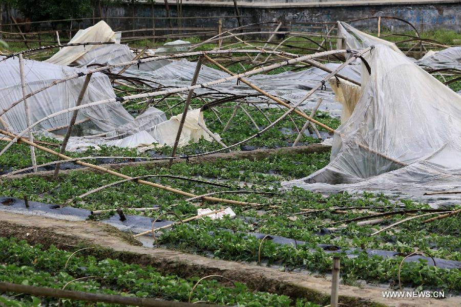 Photo taken on April 17, 2013 shows the strawberry field ruined by a tornado in Rongan County, south China's Guangxi Zhuang Autonomous Region. At least six people were injured and dozens of houses destroyed when a tornado swept through parts of Guangxi on Wednesday morning. The storm hit Qixing District, Guilin City and Rongan County, Liuzhou City at around 5 a.m., local meteorological authorities said. Relief work is under way in the affected areas. (Xinhua/Tan Kaixing)