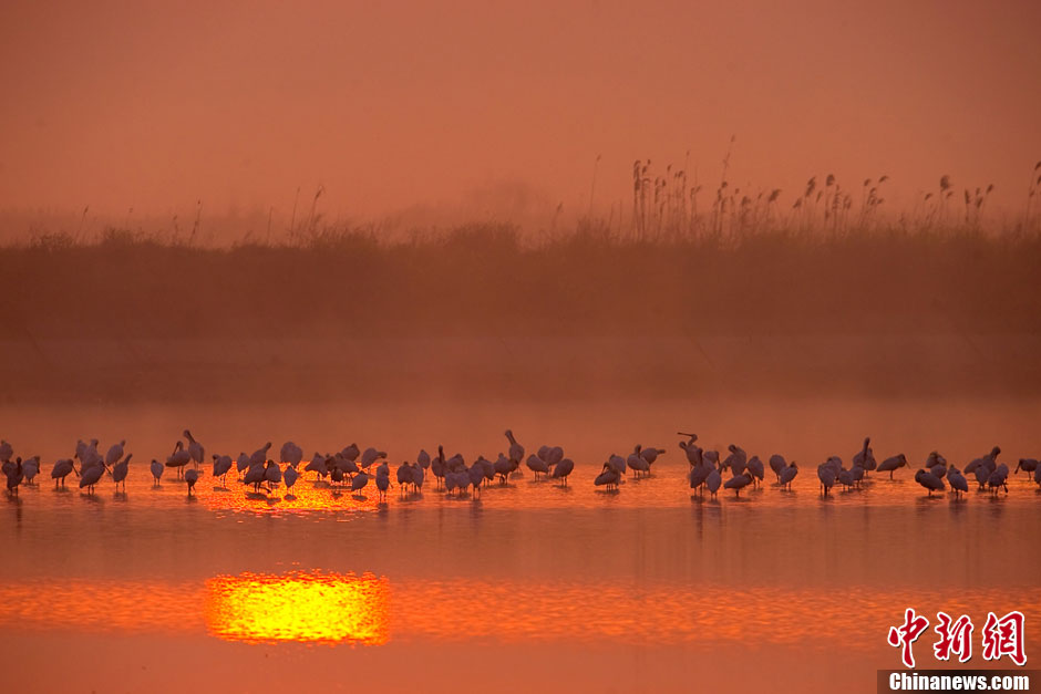 Black-faced Spoonbills take a rest on a beach in Yancheng, East China's Jiangsu Province, April 16, 2013. Since mid-March, over one thousand Black-faced Spoonbills stopped off in Yancheng on their way to the north. Black-faced Spoonbill has the most restricted distribution of all spoonbills, and it is the only one regarded as endangered.