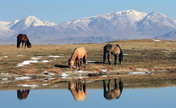 Bayanbulak Wetlands in spring