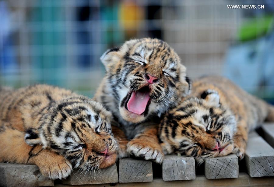 A triplet of tiger cubs cuddle at a zoo in Shenyang, capital of northeast China's Liaoning Province, May 1, 2013. The one-month-old triplets met with public on Wednesday for the first time since their birth. (Xinhua/Zhang Wenkui)