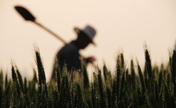 Farmers to ensure summer wheat harvest