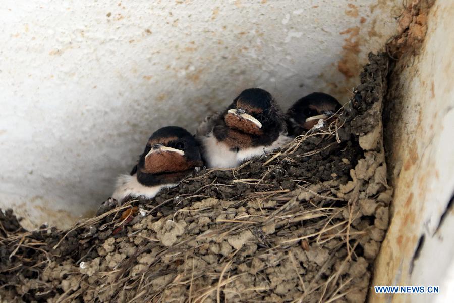 Photo taken on May 5, 2013 shows three little swallows under the eave of an abandoned house in Ma Wan, an island in south China's Hong Kong. Ma Wan, which got the name from Mazu, the goddess of sailors, used to be a fishing village. Now the Ma Wan Park and Noah's Ark Museum here attract many tourists. (Xinhua/Li Peng)