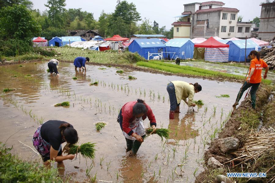 People transplant rice seedlings at Hongxing Village of Longmen Township in Lushan County, southwest China's Sichuan Province, May 15, 2013. People in Lushan County are trying to reconstruct their homes and start a new life after the 7.0-magnitude earthquake hit the county on April 20. (Xinhua/Cui Xinyu)