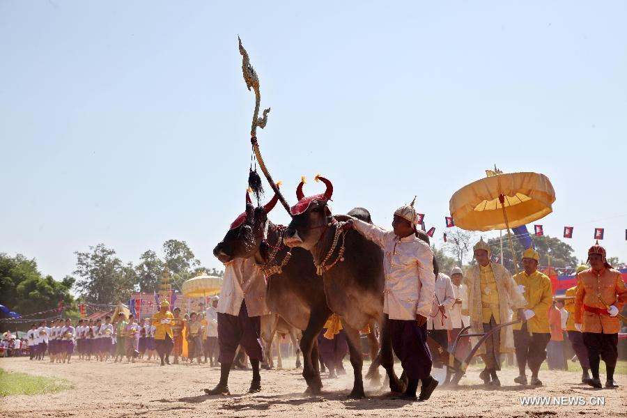 Lun Limthai (3rd R), governor of Kampong Cham province, designated by Cambodian King Norodom Sihamoni as the King of the plowing ceremony, plows the rice field by using royal oxen during the ancient royal plowing ceremony in eastern Kampong Cham province of Cambodia, May 28, 2013. Cambodia on Tuesday observed the ancient royal plowing ceremony, a ritual to mark the annual start of agricultural season in this Southeast Asian nation, where about 80 percent of the population are farmers. (Xinhua/Sovannara)